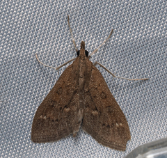 Mecyna mustelinalis