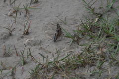 Charaxes guderiana