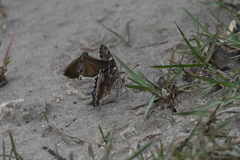 Charaxes guderiana
