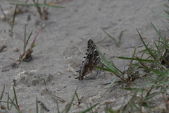 Charaxes guderiana