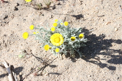 Baileya pleniradiata