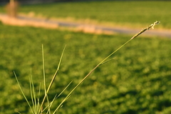 Alopecurus myosuroides