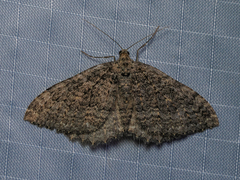 Triphosa californiata