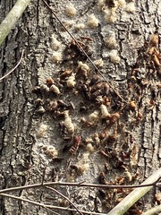 Lymantria dispar dispar