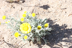 Baileya pleniradiata