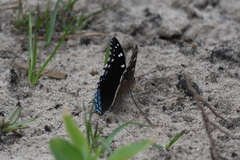 Charaxes guderiana