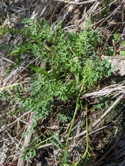Packera millefolium