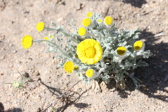 Baileya pleniradiata