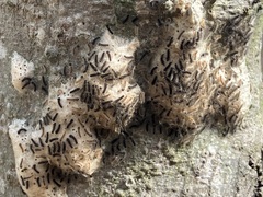 Lymantria dispar dispar