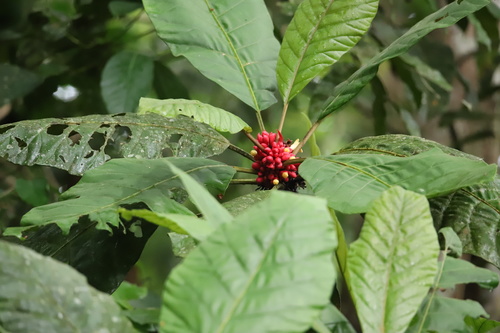 Pentagonia macrophylla, photograph 2