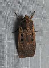 Parabagrotis formalis