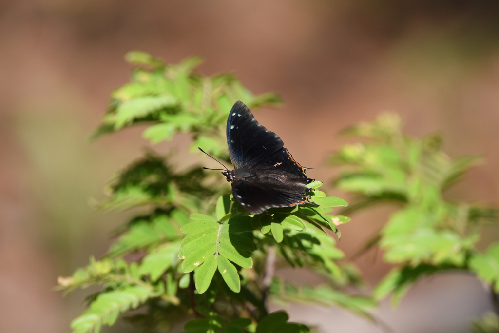 Stacatto Black Prince