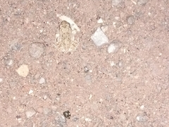 Tomopterna kachowskii