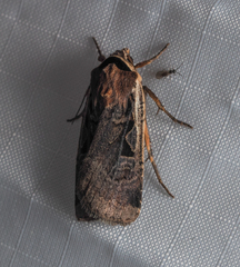 Parabagrotis formalis