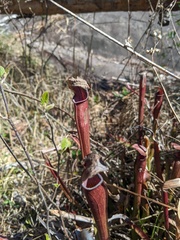 Sarracenia jonesii