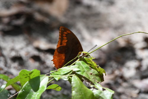 Flame-bordered Emperor