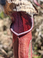 Sarracenia jonesii