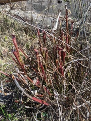 Sarracenia jonesii