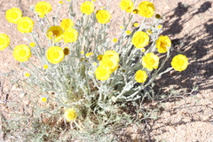 Baileya pleniradiata