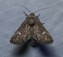 Properigea niveirena