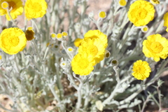 Baileya pleniradiata