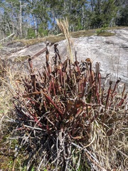 Sarracenia jonesii