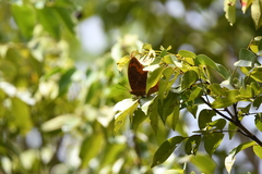 Charaxes protoclea