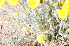 Baileya pleniradiata