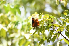 Charaxes protoclea