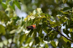 Charaxes protoclea