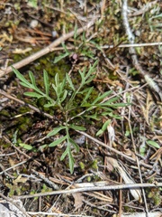 Ambrosia porcheri
