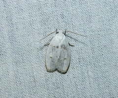 Durrantia piperatella
