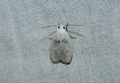 Durrantia piperatella