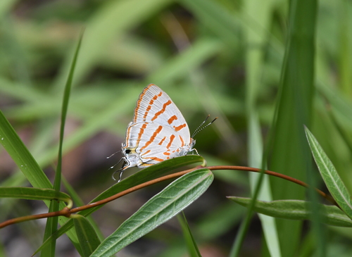 Azure Hairstreak