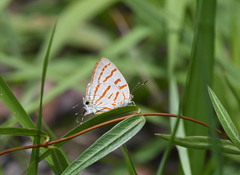 Hemiolaus caeculus