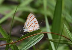 Hemiolaus caeculus