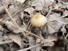 Kuehneromyces marginellus