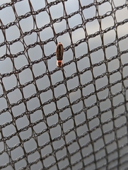 Monophylla terminata