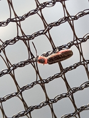 Monophylla terminata