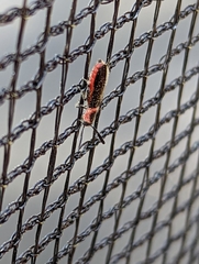 Monophylla terminata