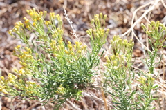 Ericameria cooperi