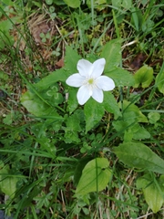 Anemonoides trifolia