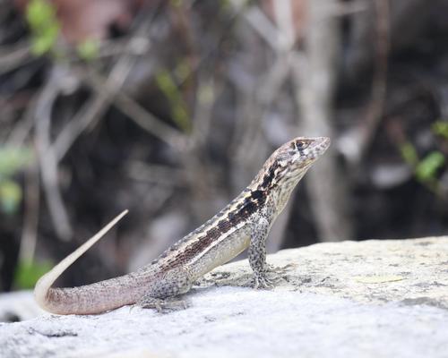 Turks & Caicos Curlytail, Leiocephalus psammodromus
