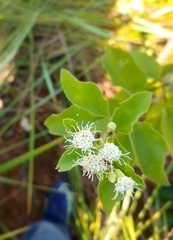 Ageratina herbacea
