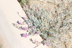 Astragalus lentiginosus variabilis