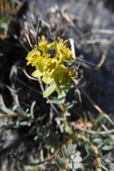 Euphorbia seguieriana