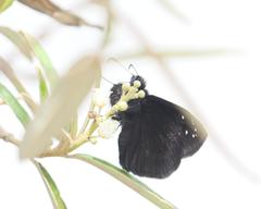 Ephyriades brunnea