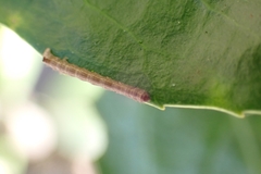 Geometridae
