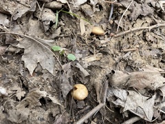 Kuehneromyces marginellus