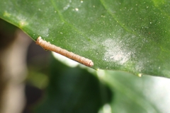 Geometridae